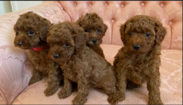 four poodles.png